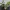 GROW Plant Rebenring