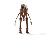 Utahraptor Skeleton – Highly Detailed Prehistoric Dinosaur 3-1