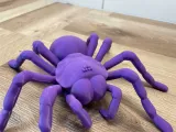 Araignée tarentule-4