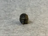 قنفذ صغير-2