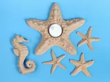 Starfish Tealight Holder-4