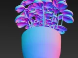 Basil Plant-3