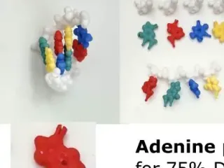 DNA - Deoxyribonucleic acid