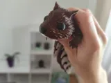 articulated squirrel-0
