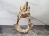 Cráneo de tiburón mako – Modelo 3D dividido realista-1