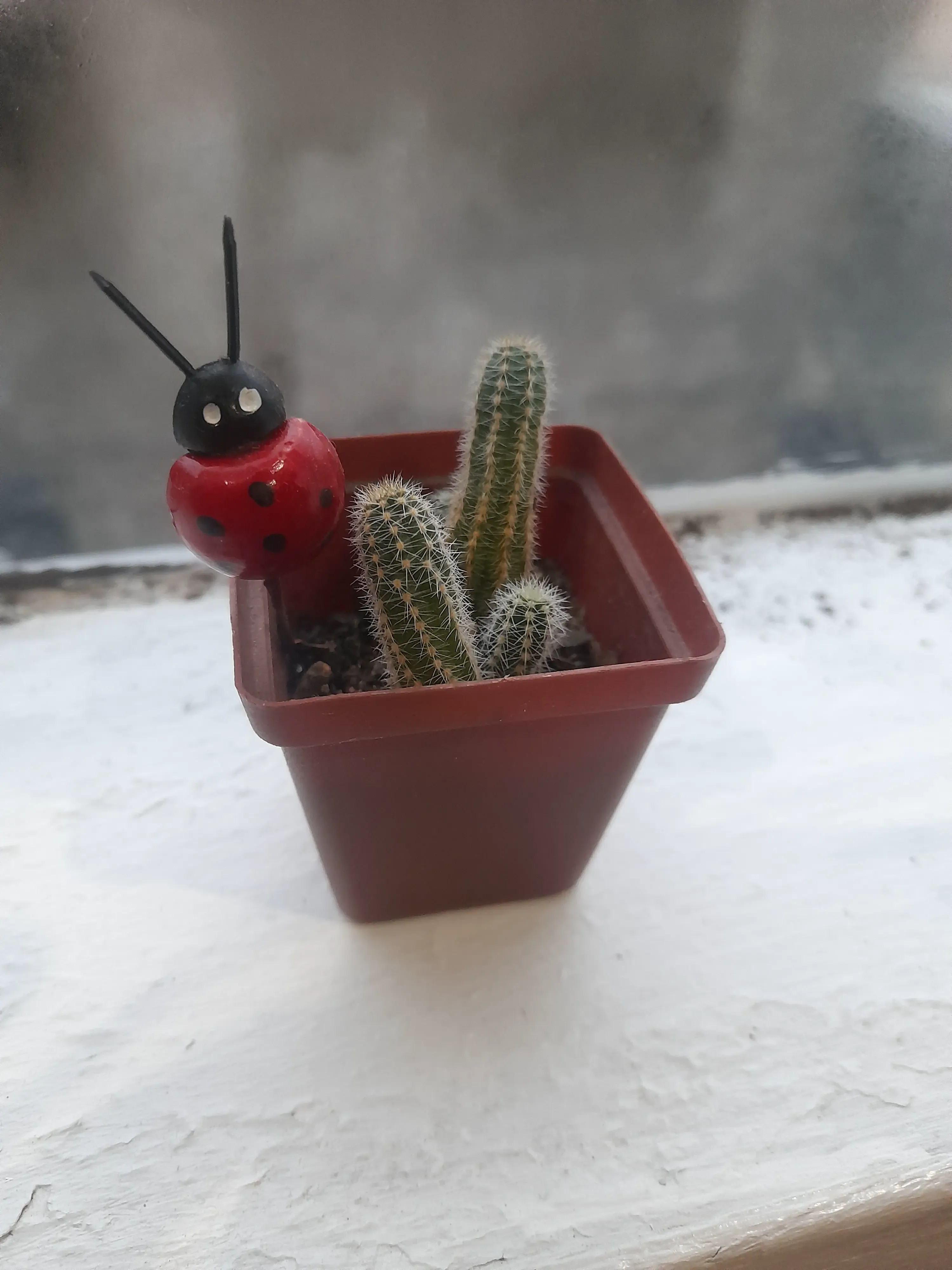 Mini Pot Plant for seedlings 