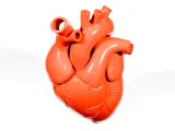 Heart organ-4