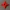 STELLA NINJA SHURIKEN 3D