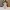 The Cutest Santa Penguin Figurine STL