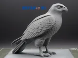 The Majestic Goshawk-1