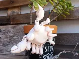 crab-1