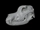 Highly Detailed Dog Skull Separated Parts 3D Printable Model-2