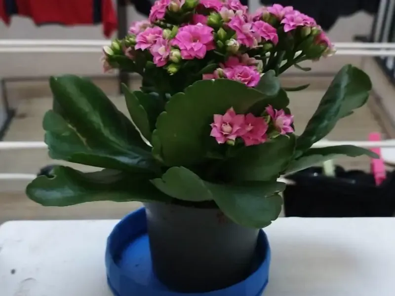 Blumentopf oder Untersetzer