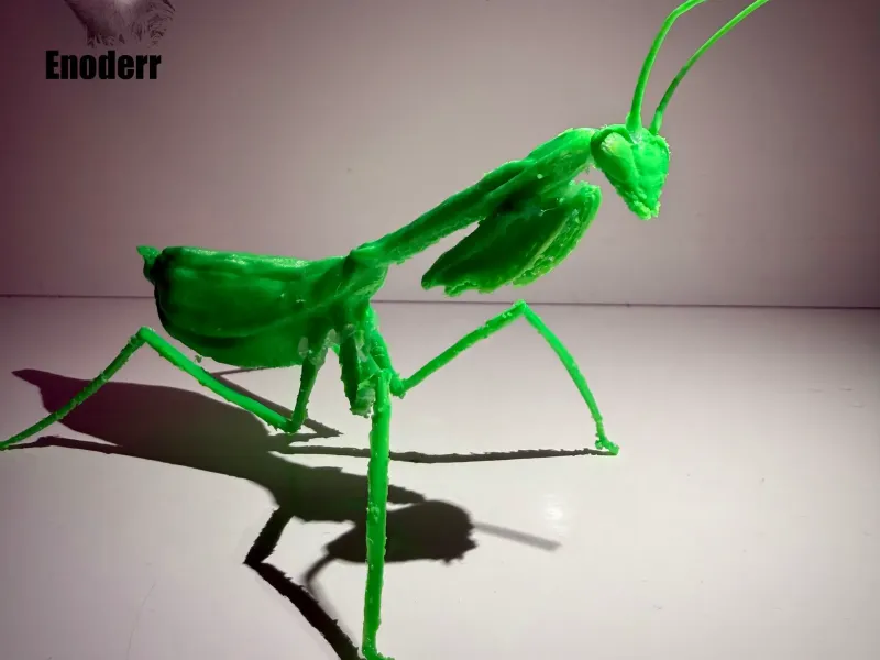 Macromantis hyalina, giant Amazon mantis