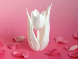 Tulip-2