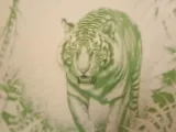 Tiger jungle-0