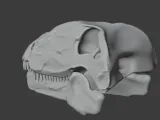 Dimetrodon Skull-2