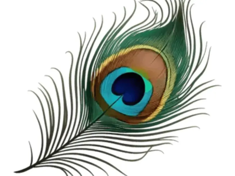 Pluma de pavo real - imán / Pluma de pavo real