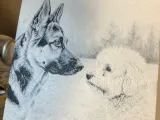 Portret Duitse herder-2