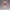 Crimson Rally Star – Ecchi Cheer Spirit