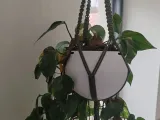 pot plante-0