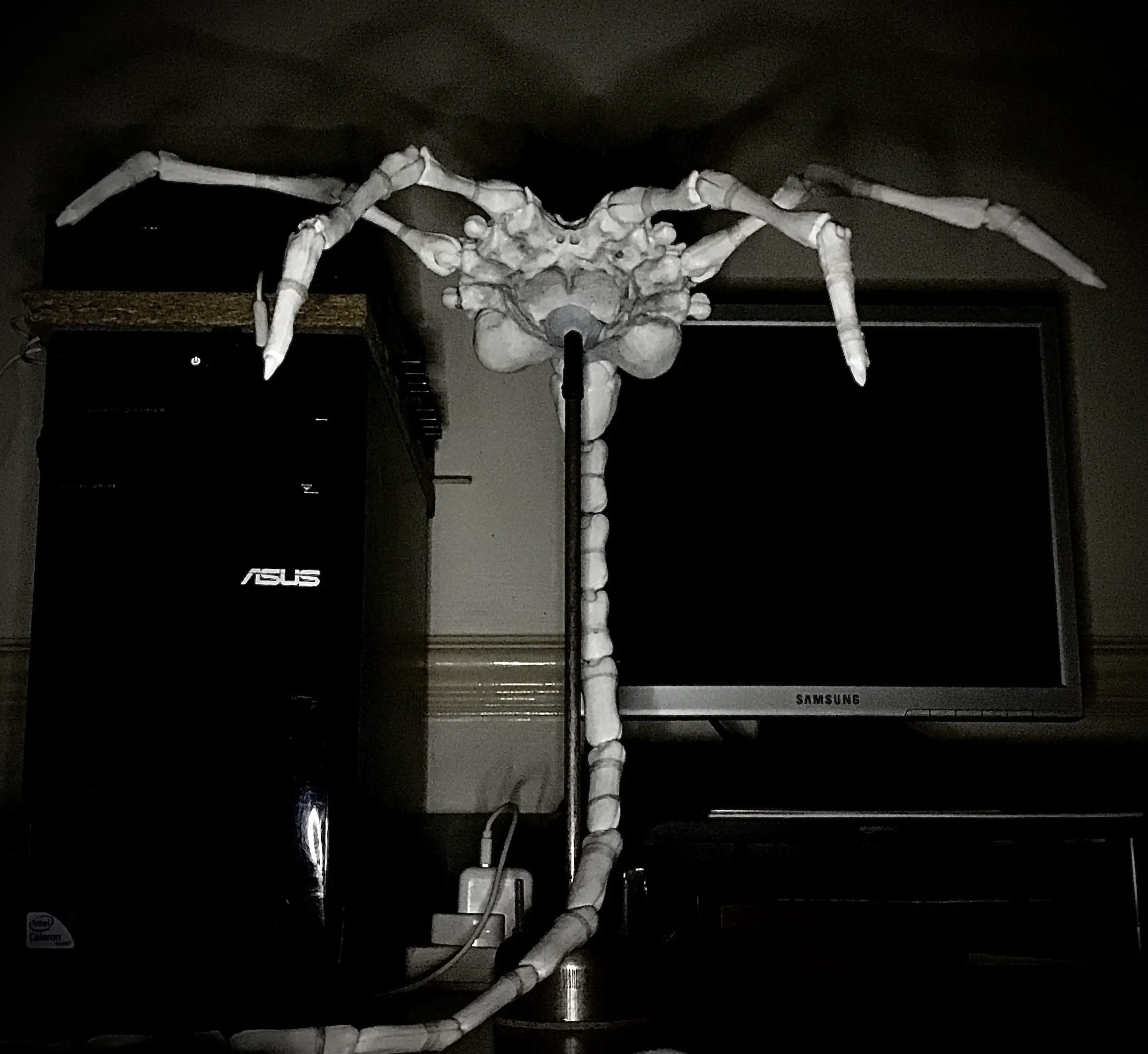 Alien Face Hugger. Full size and beautiful. 