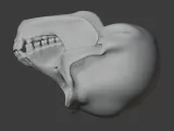 Bonobo Skull-1