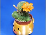 Mugs bear potted plants-1