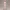 Lavender Dream Darling – Ecchi Soft Elegance