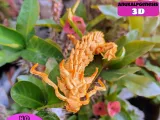 Flexi Dragon-7