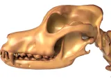 Dog Skeleton – Realistic Anatomical Animal 3D Model-9