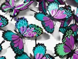 Multi color butterfly-4