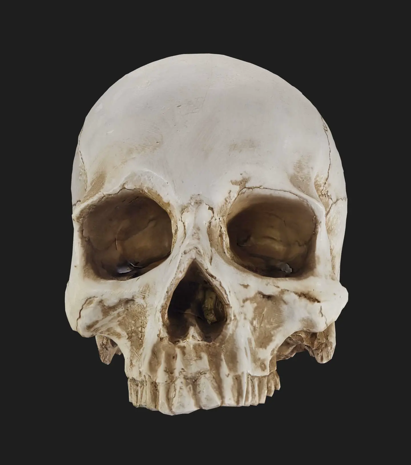 Human Skull