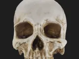 Human Skull-1