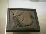 Plesiosaurus Fossil-1
