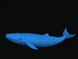 Blue whale-7