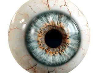 eye