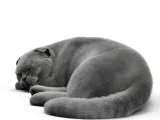 CAT-0