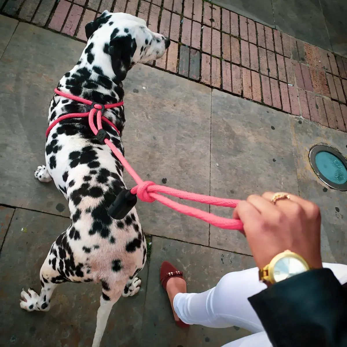 Correa para perro