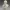 Charles Darwin Bust
