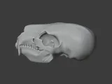 Bear Skull-4