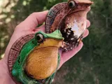 DARWIN WALL FROG-7