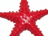 starfish red model-0