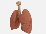 Modelo Anatômico: Pulmões e Traqueia-1