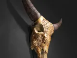 Bill, the Buffalo Skull-4