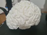 cerebro escala real-1