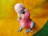 Galah-5