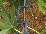 Redresseur branche arbre formation-0