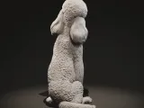 Standard poodle-3