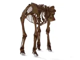 Elephant Skeleton – Highly Detailed Realistic Animal 3D Mode-3